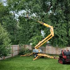 Best Tree Cabling and Bracing  in Georgetown, OH