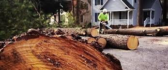 Reliable Georgetown, OH Tree Services Solutions