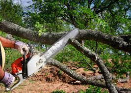 How Our Tree Care Process Works  in  Georgetown, OH