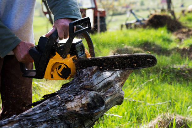 Best Storm Damage Tree Cleanup  in Georgetown, OH