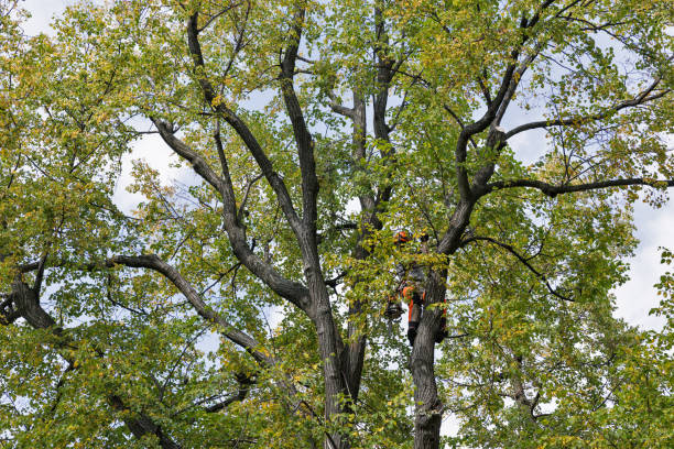 Best Commercial Tree Services  in Georgetown, OH